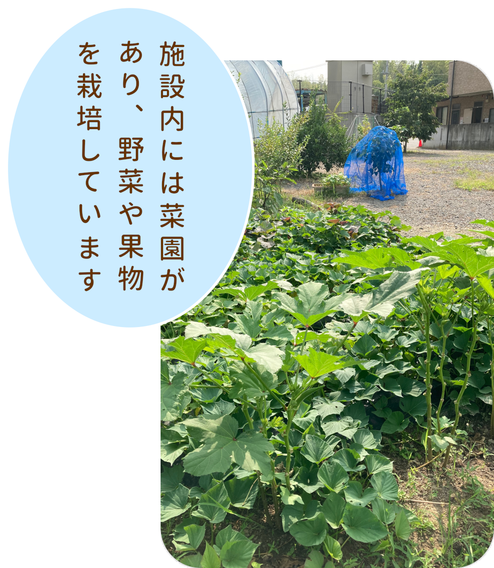 施設内には菜園があり、野菜や果物を栽培しています